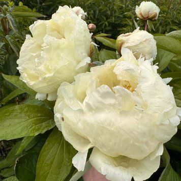 Півонія Ballerina 214101 фото