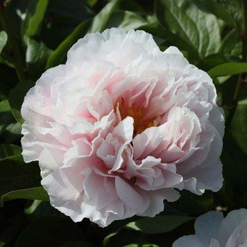 Півонія Blushing Princess 214201 фото