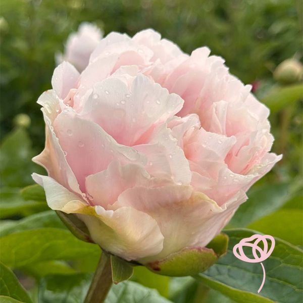 Півонія Blushing Princess 214201 фото