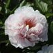 Півонія Blushing Princess 214201 фото 1
