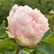 Півонія Blushing Princess 214201 фото 2
